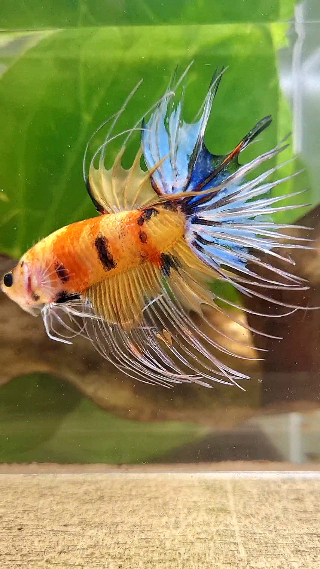 CROWNTAIL YELLOW KOI MULTICOLOR BETTA FISH