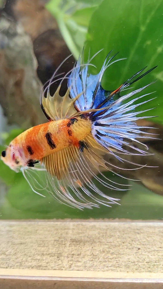 CROWNTAIL YELLOW KOI MULTICOLOR BETTA FISH