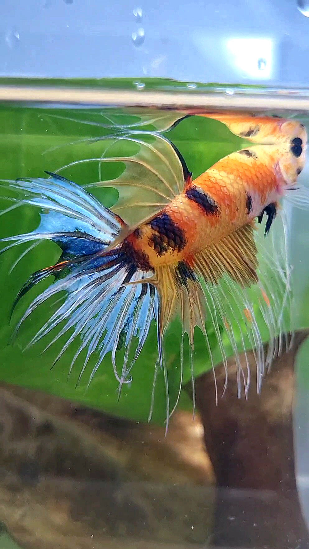 CROWNTAIL YELLOW KOI MULTICOLOR BETTA FISH