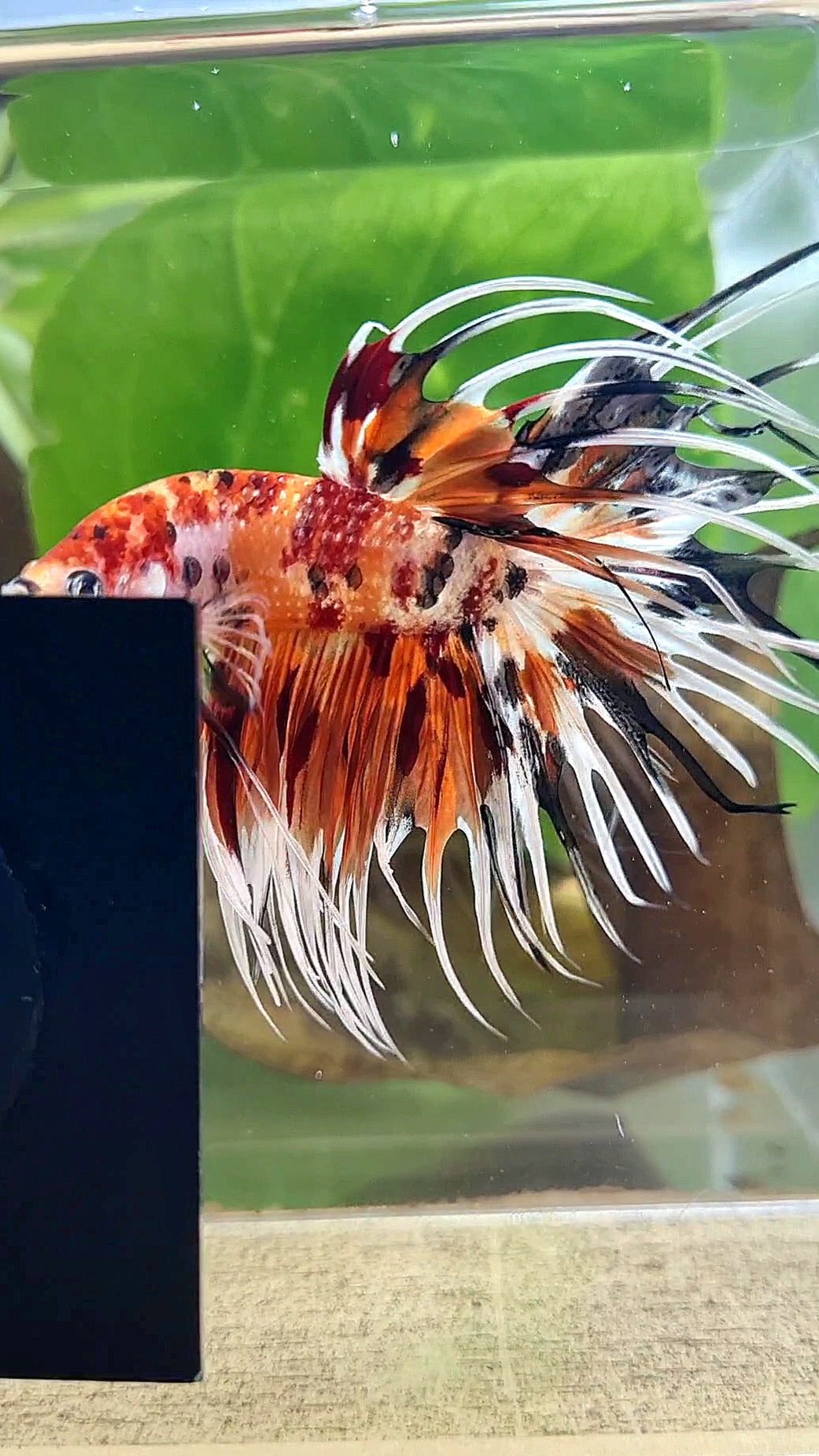 CROWNTAIL ORANGE COPPER METALLIC MULTICOLOR WHITE PATTERN BETTA FISH