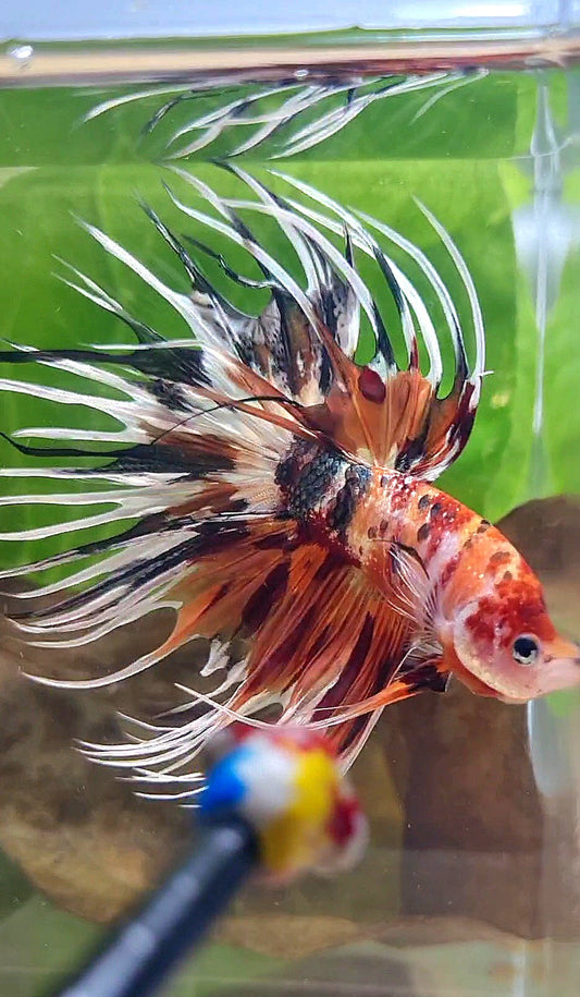 CROWNTAIL ORANGE COPPER METALLIC MULTICOLOR WHITE PATTERN BETTA FISH