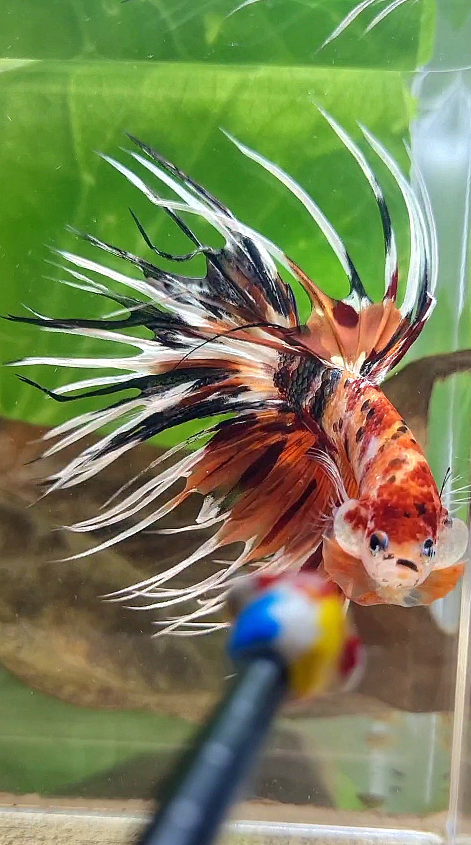 CROWNTAIL ORANGE COPPER METALLIC MULTICOLOR WHITE PATTERN BETTA FISH