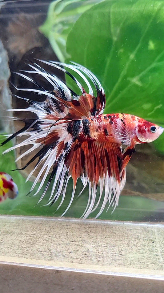 CROWNTAIL ORANGE COPPER METALLIC MULTICOLOR WHITE PATTERN BETTA FISH