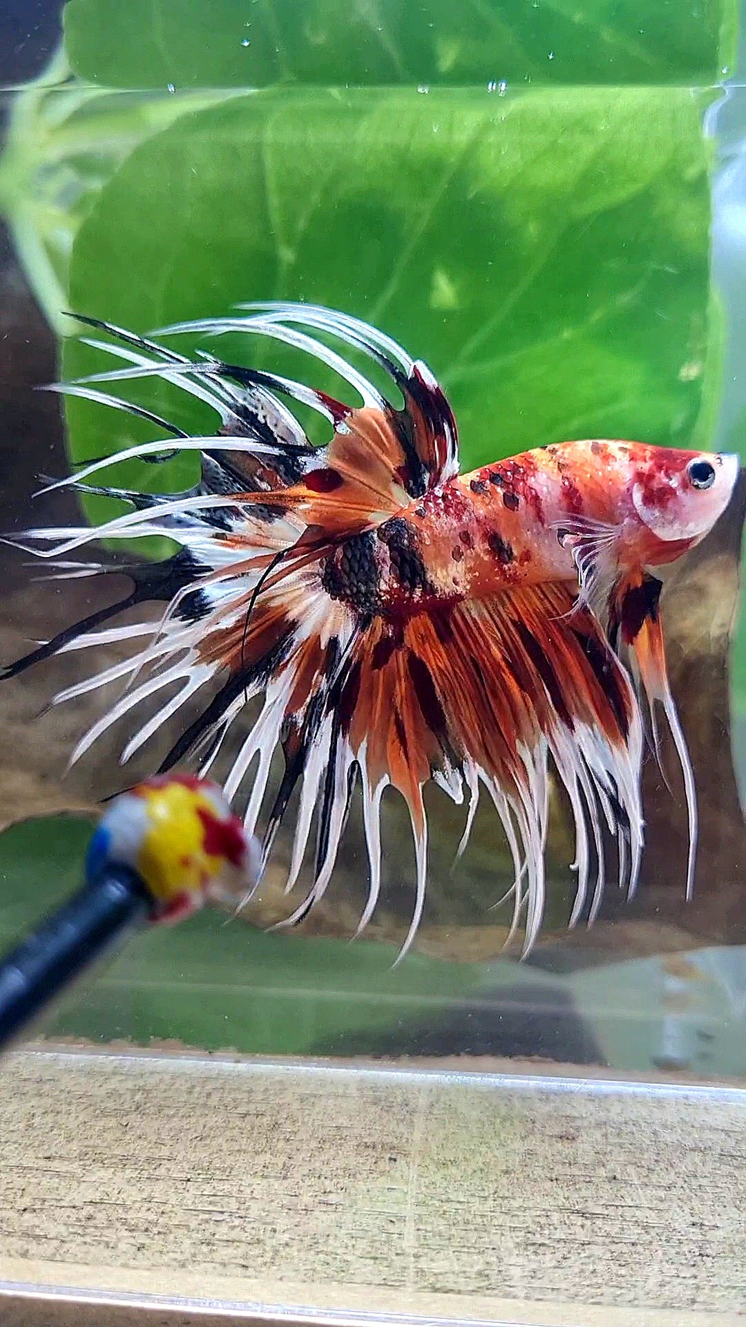 CROWNTAIL ORANGE COPPER METALLIC MULTICOLOR WHITE PATTERN BETTA FISH