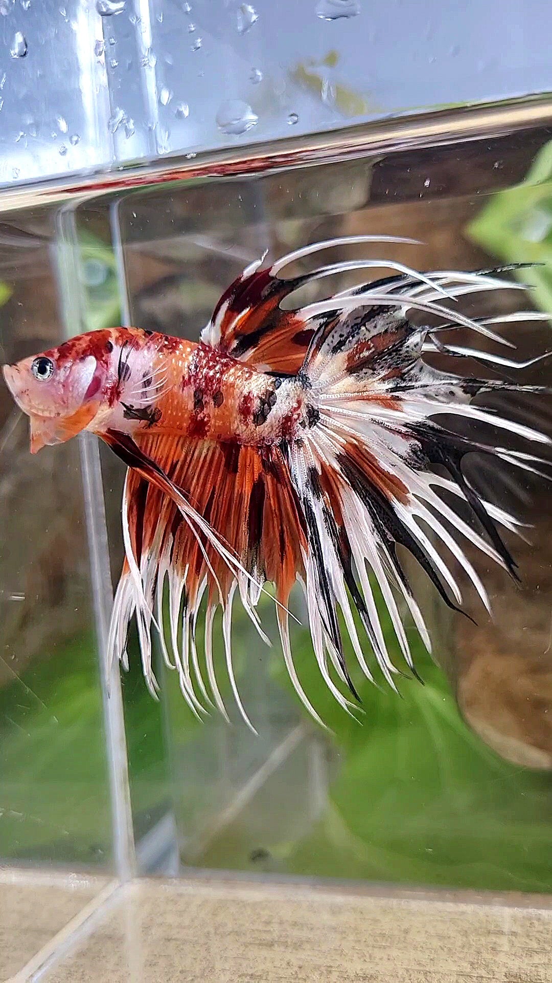 CROWNTAIL ORANGE COPPER METALLIC MULTICOLOR WHITE PATTERN BETTA FISH