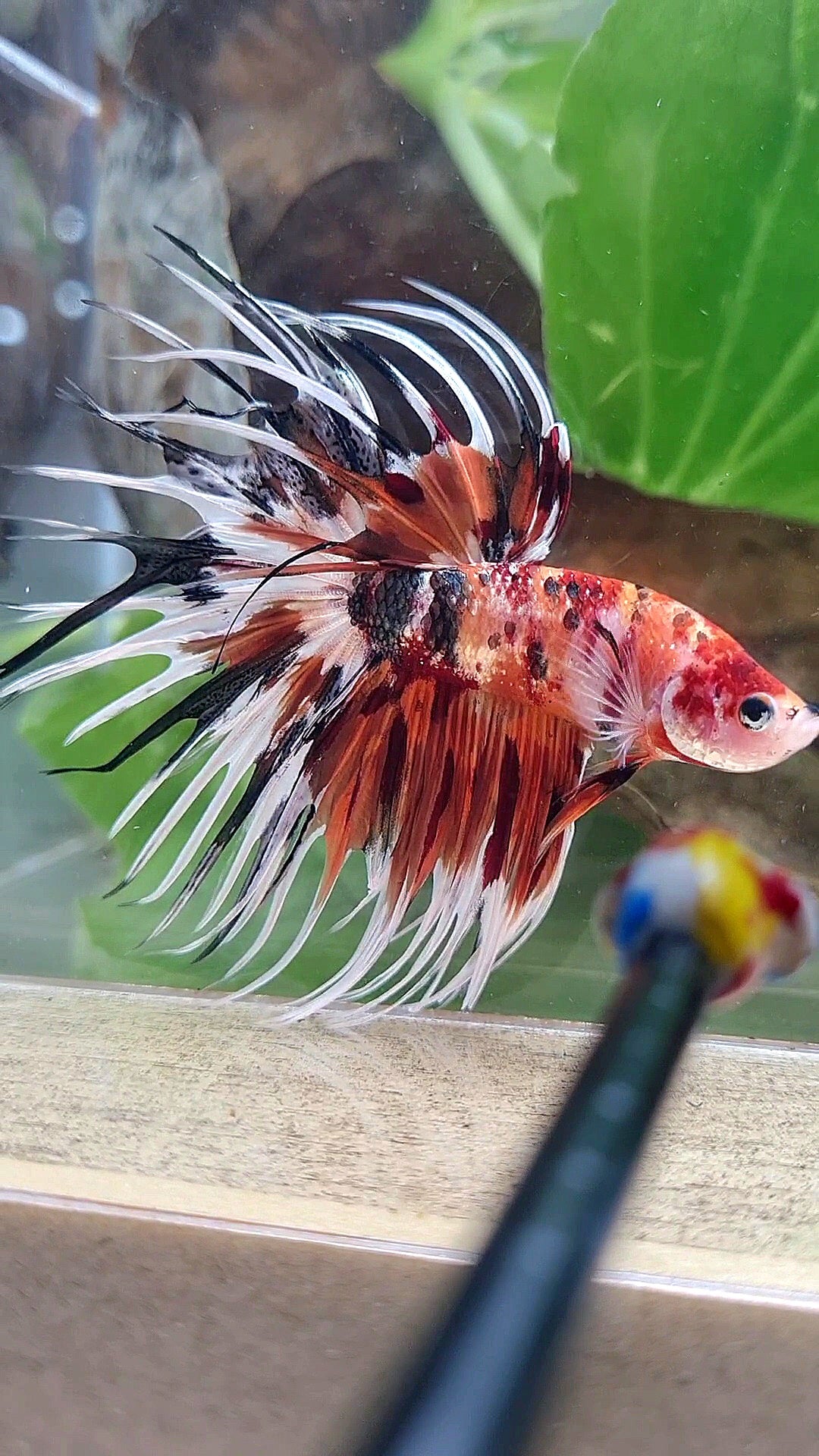 CROWNTAIL ORANGE COPPER METALLIC MULTICOLOR WHITE PATTERN BETTA FISH