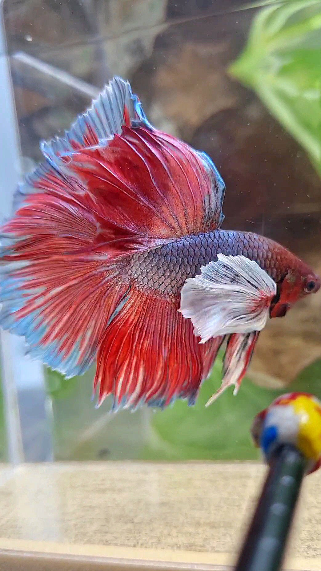 HALFMOON SUPER DUMBO EAR DARK VIOLET BETTA FISH