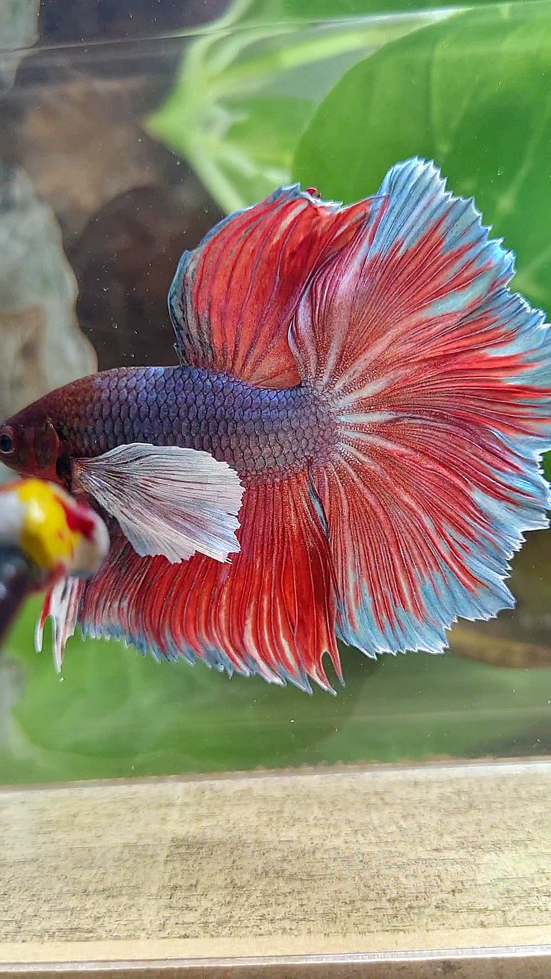 HALFMOON SUPER DUMBO EAR DARK VIOLET BETTA FISH