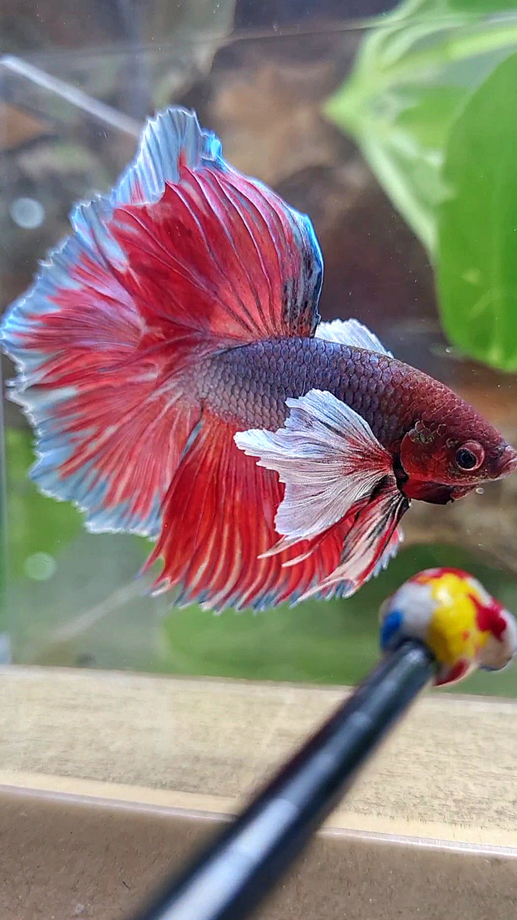 HALFMOON SUPER DUMBO EAR DARK VIOLET BETTA FISH