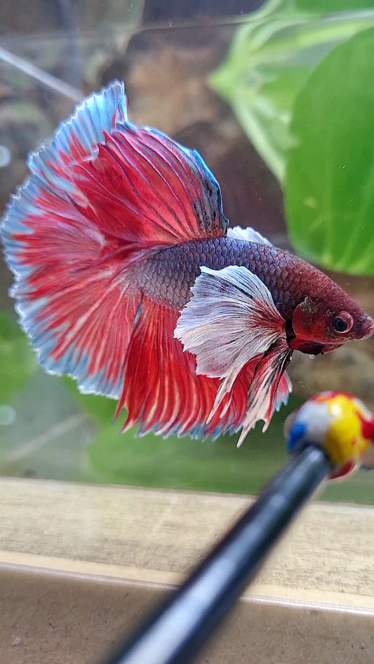 HALFMOON SUPER DUMBO EAR DARK VIOLET BETTA FISH