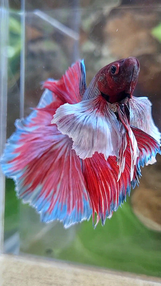 HALFMOON SUPER DUMBO EAR DARK VIOLET BETTA FISH