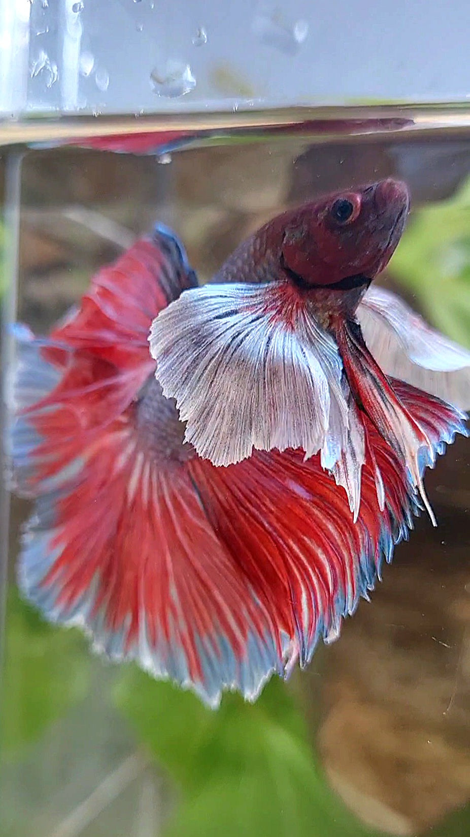 HALFMOON SUPER DUMBO EAR DARK VIOLET BETTA FISH