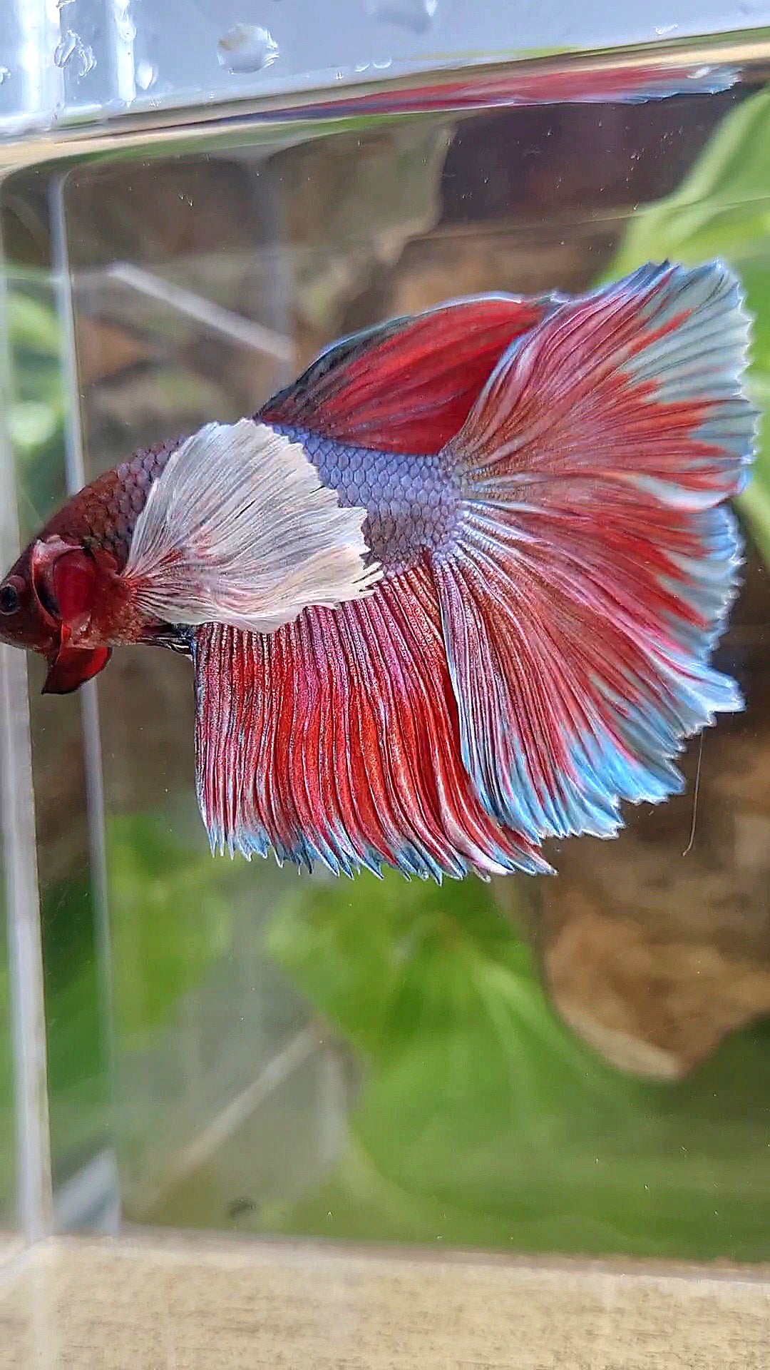 HALFMOON SUPER DUMBO EAR DARK VIOLET BETTA FISH
