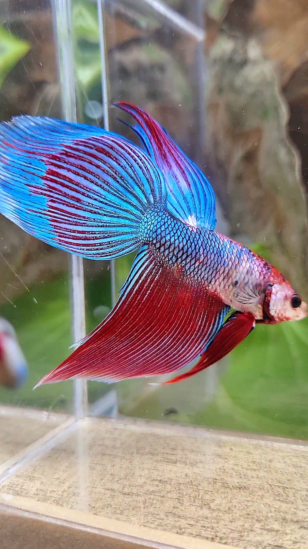 VEILTAIL BLUE PURPLE METALLIC FANCY BETTA FISH