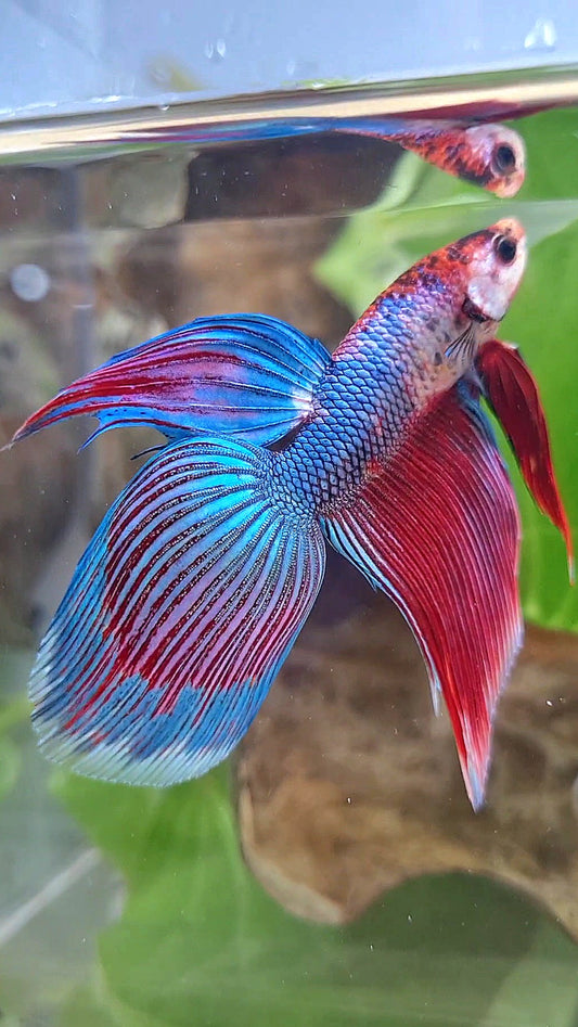 VEILTAIL BLUE PURPLE METALLIC FANCY BETTA FISH