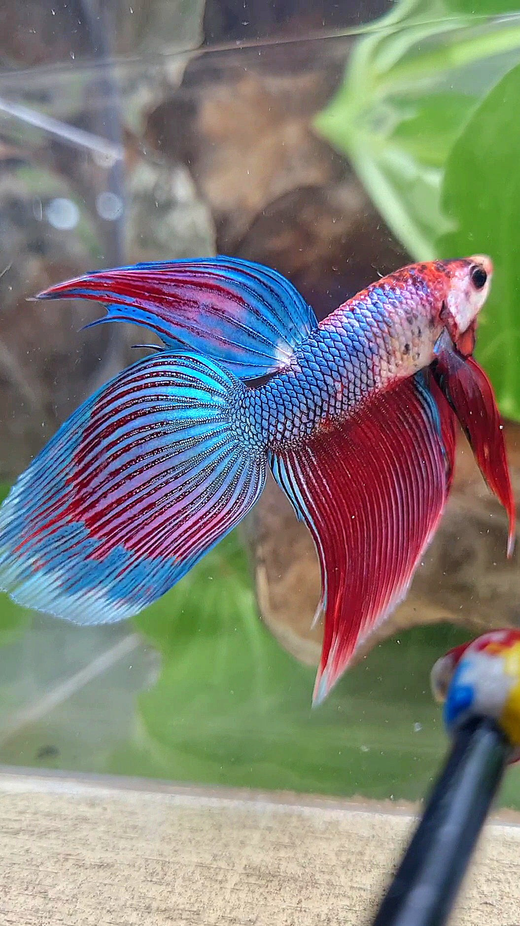 VEILTAIL BLUE PURPLE METALLIC FANCY BETTA FISH