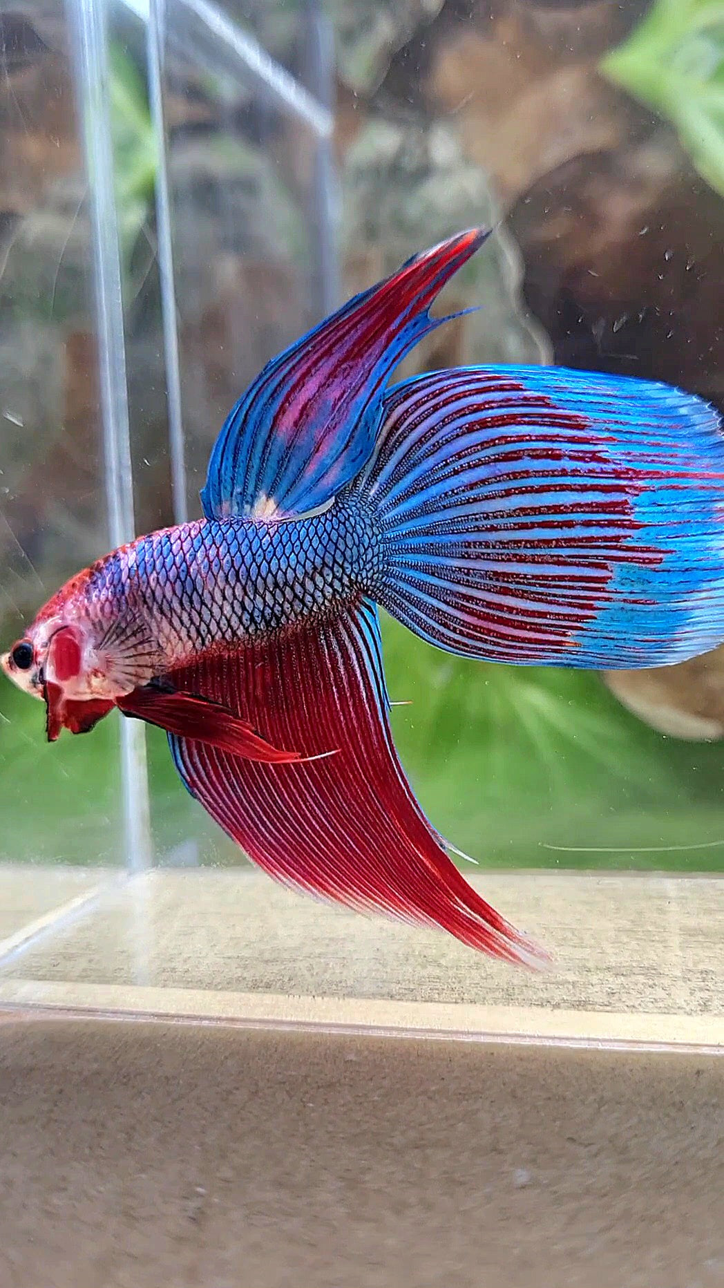VEILTAIL BLUE PURPLE METALLIC FANCY BETTA FISH