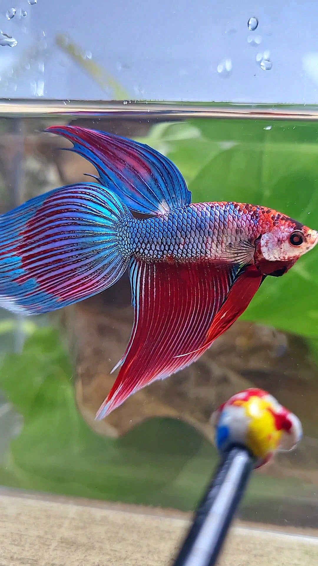 VEILTAIL BLUE PURPLE METALLIC FANCY BETTA FISH