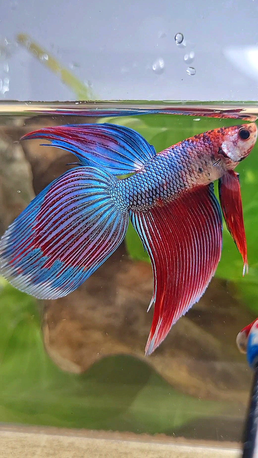 VEILTAIL BLUE PURPLE METALLIC FANCY BETTA FISH