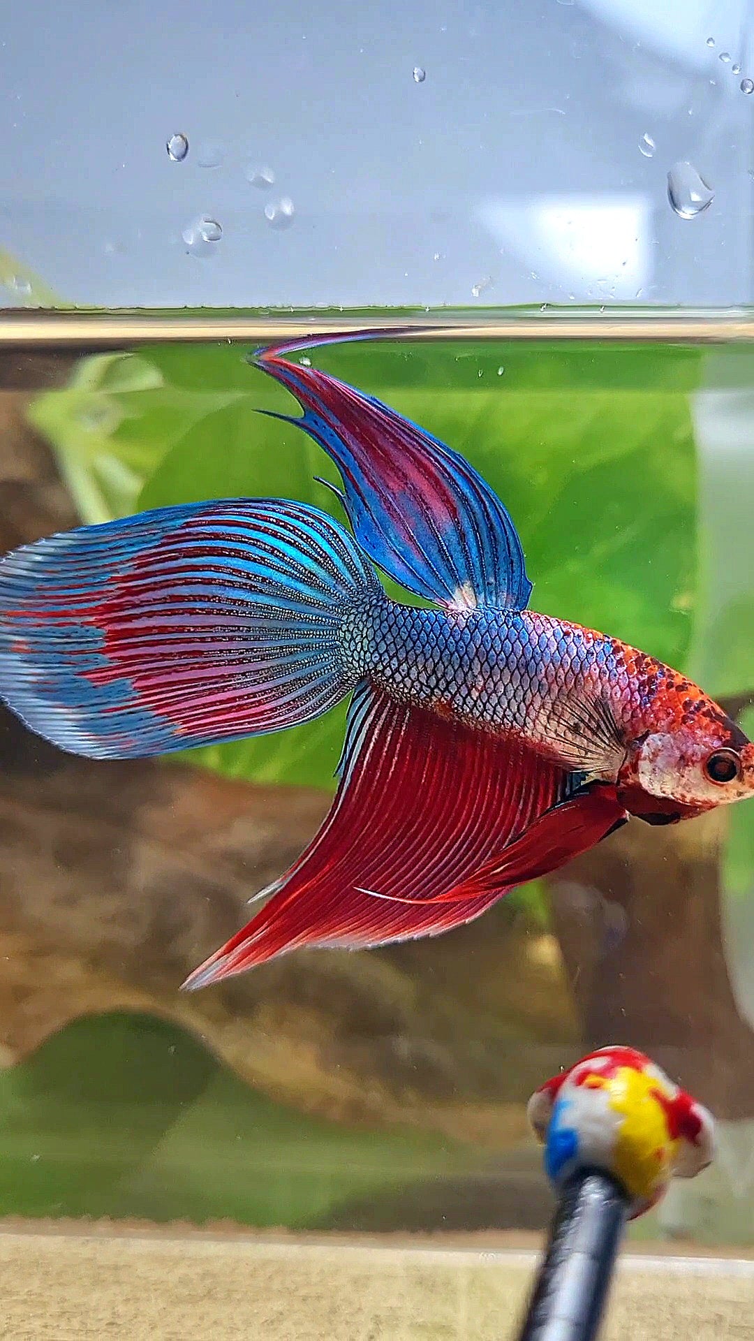 VEILTAIL BLUE PURPLE METALLIC FANCY BETTA FISH