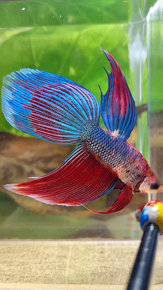 VEILTAIL BLUE PURPLE METALLIC FANCY BETTA FISH
