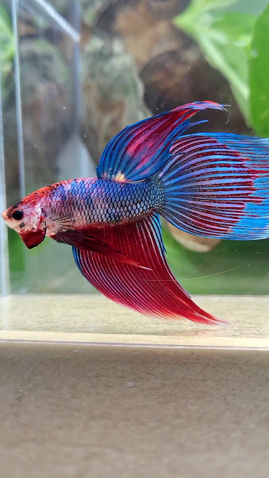 VEILTAIL BLUE PURPLE METALLIC FANCY BETTA FISH