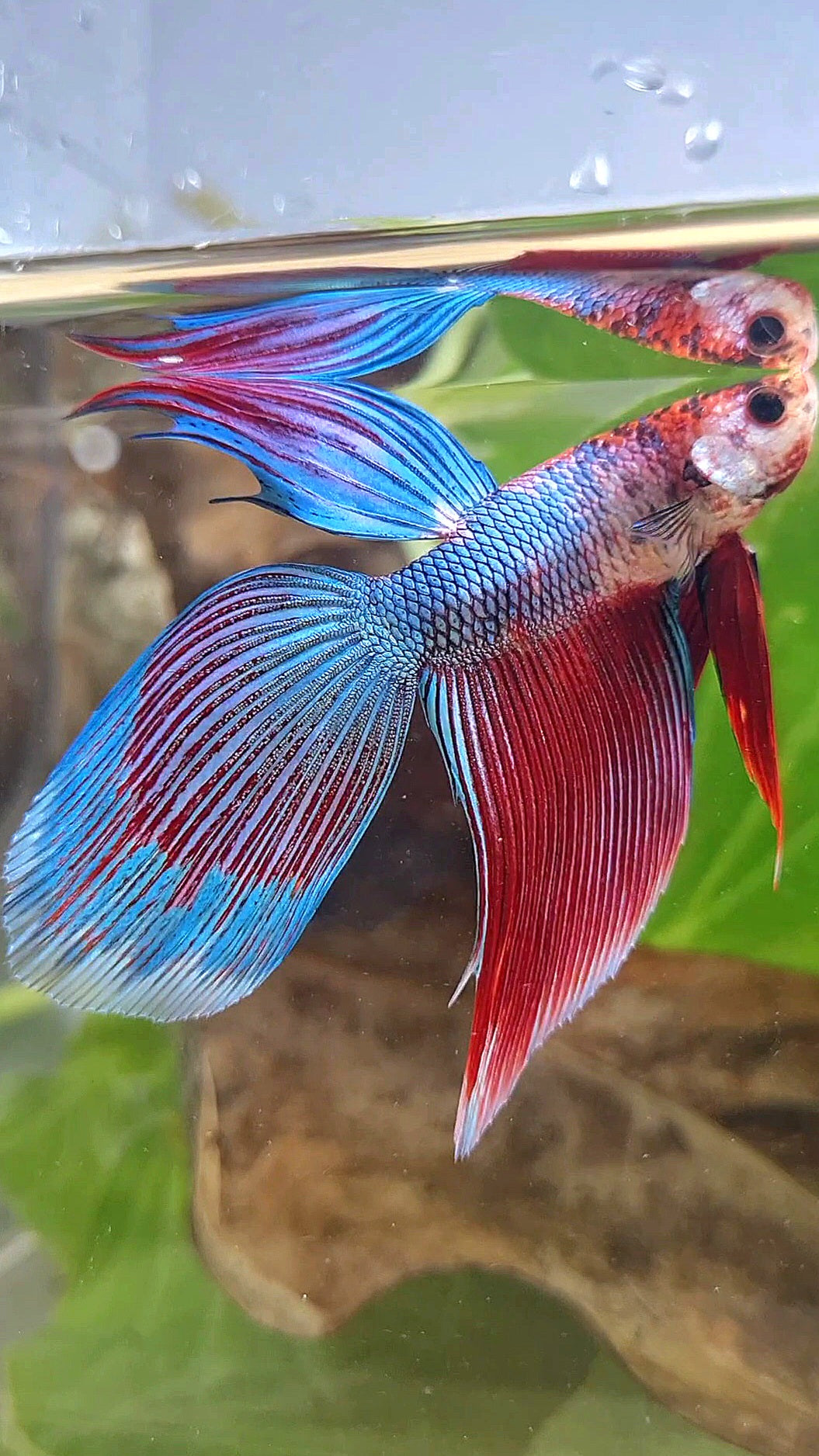VEILTAIL BLUE PURPLE METALLIC FANCY BETTA FISH