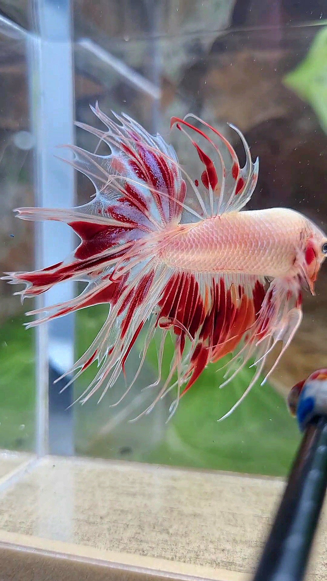 CROWNTAIL ARMAGEDDON FIRE BETTA FISH