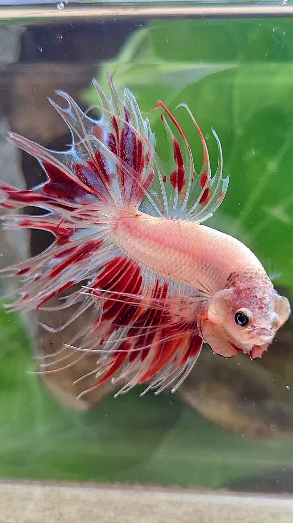 CROWNTAIL ARMAGEDDON FIRE BETTA FISH