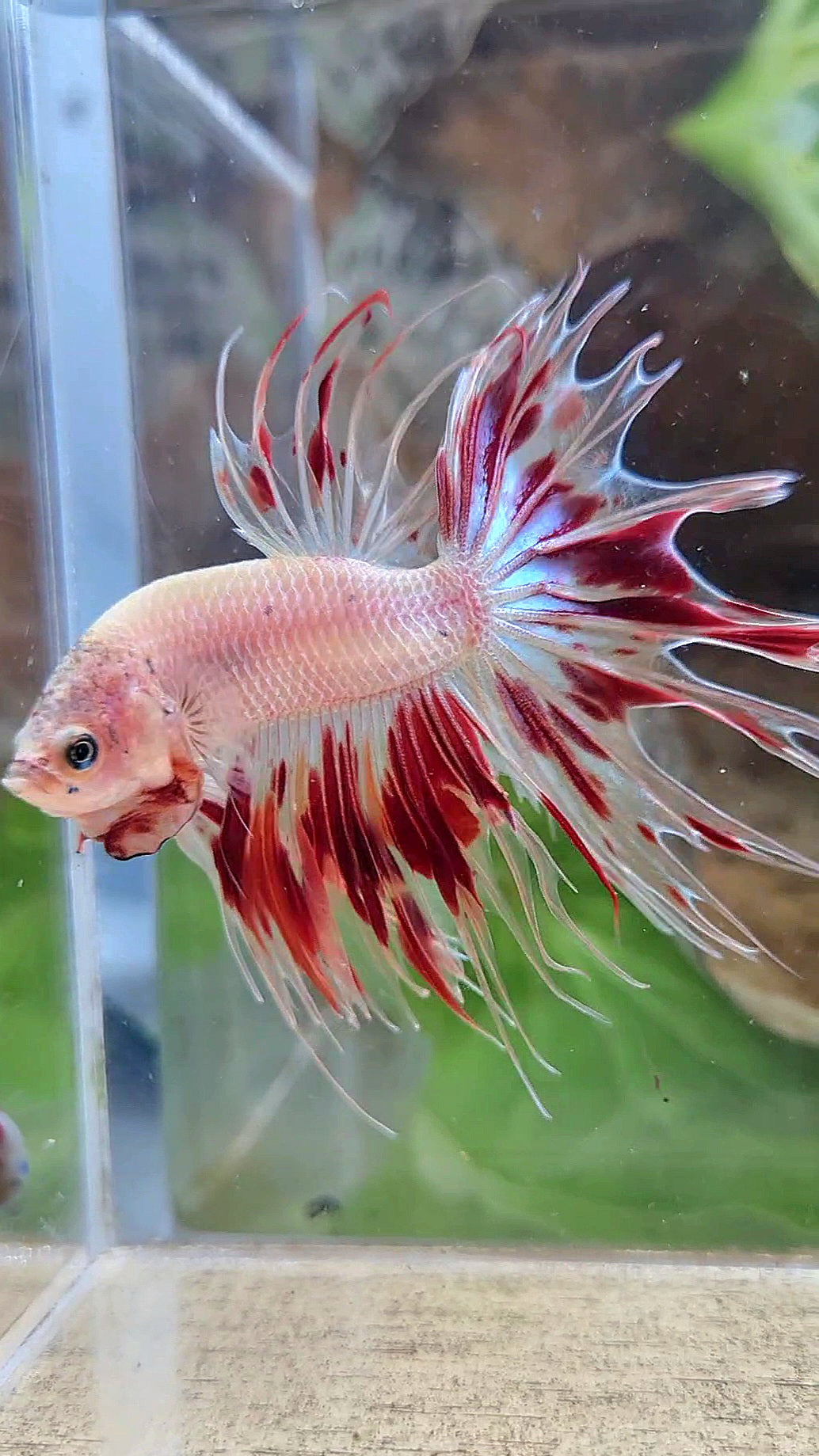 CROWNTAIL ARMAGEDDON FIRE BETTA FISH
