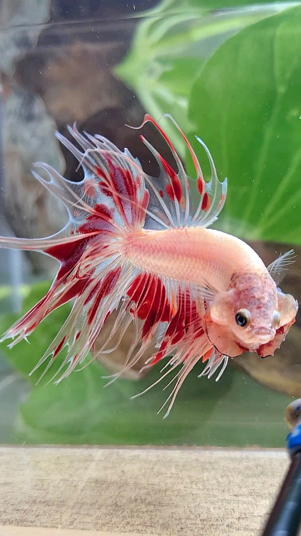 CROWNTAIL ARMAGEDDON FIRE BETTA FISH