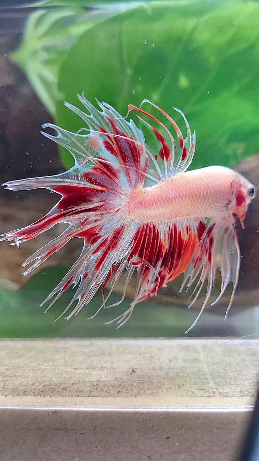 CROWNTAIL ARMAGEDDON FIRE BETTA FISH