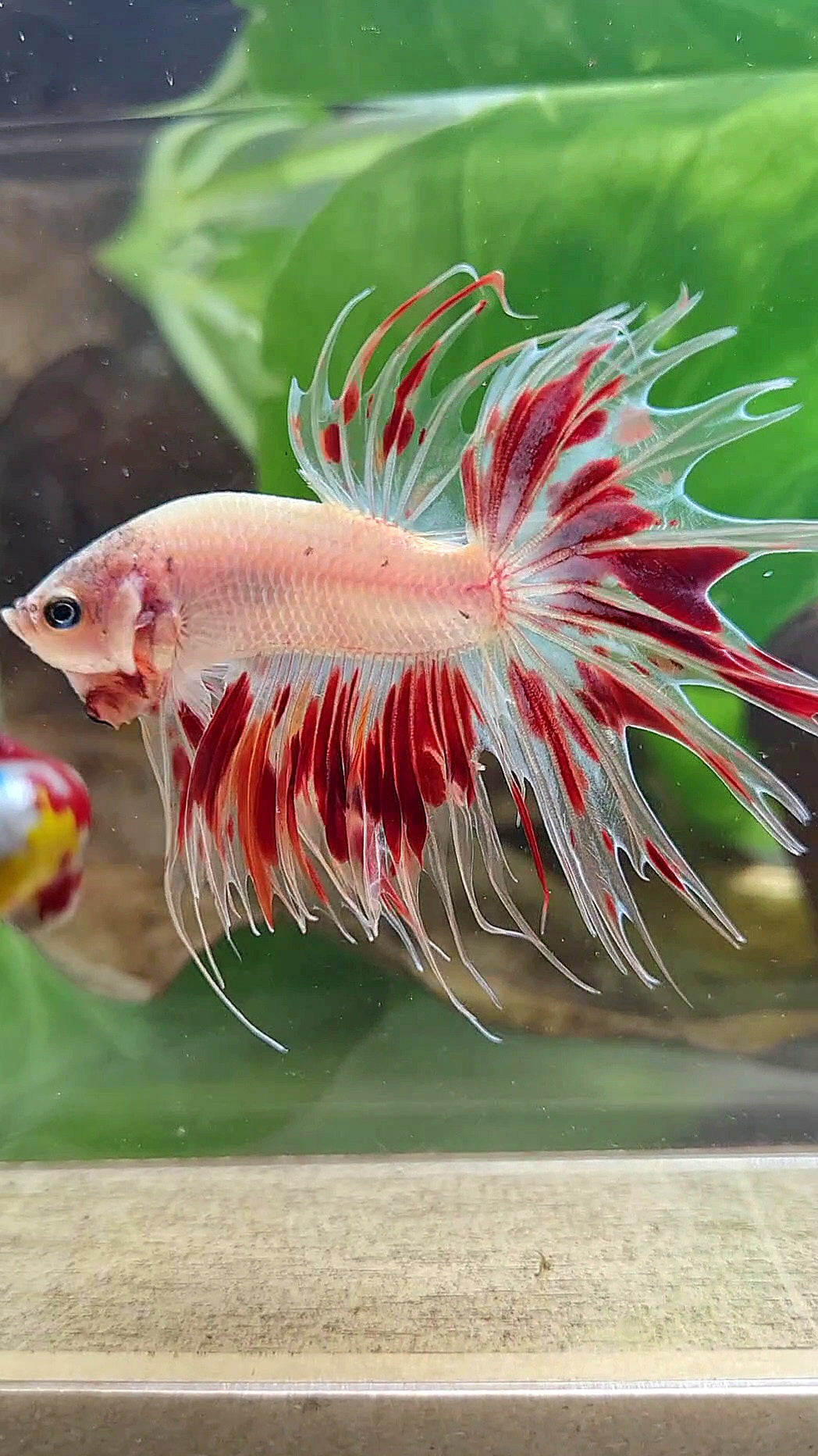 CROWNTAIL ARMAGEDDON FIRE BETTA FISH
