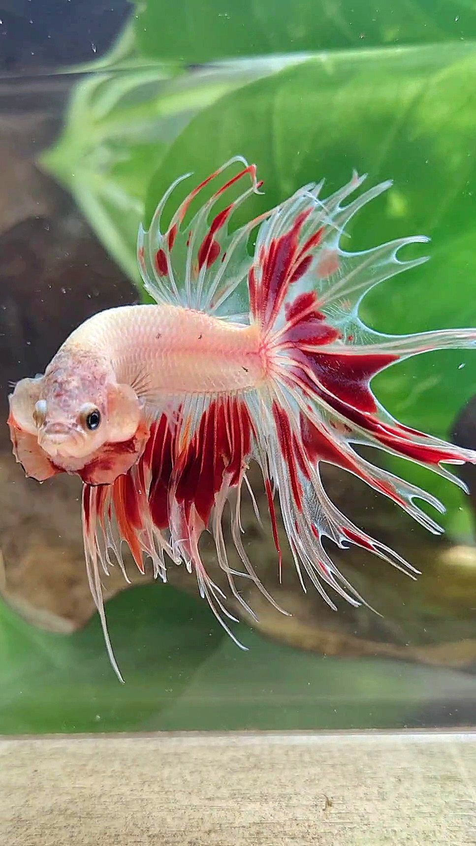 CROWNTAIL ARMAGEDDON FIRE BETTA FISH