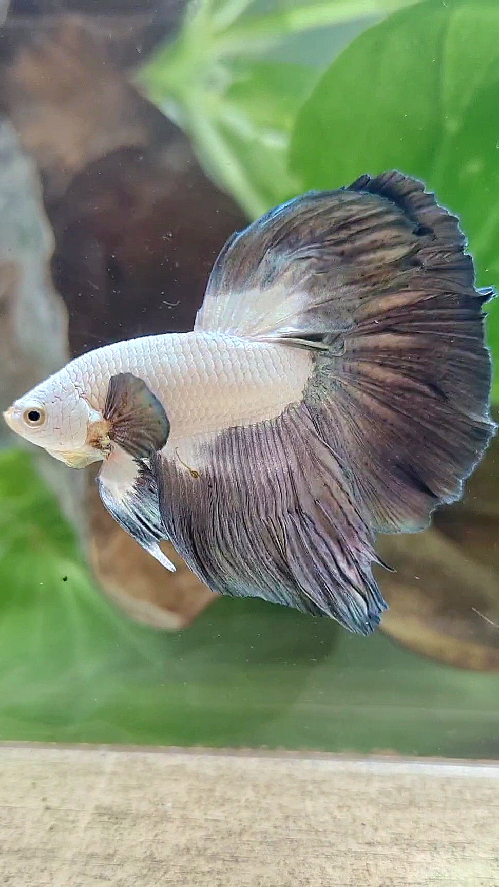 LUXURY HALFMOON ROSETAIL BIG EAR COPPER RIM BICOLOR BETTA FISH