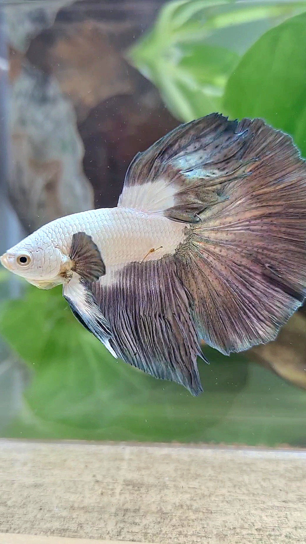 LUXURY HALFMOON ROSETAIL BIG EAR COPPER RIM BICOLOR BETTA FISH