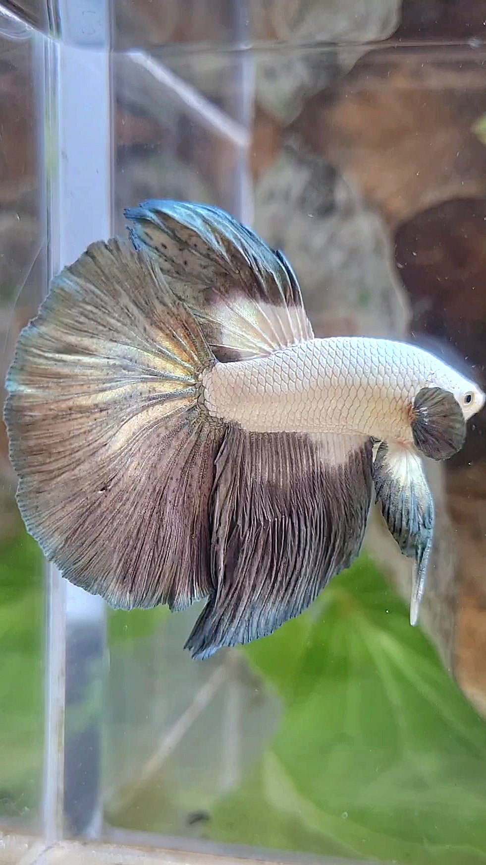 LUXURY HALFMOON ROSETAIL BIG EAR COPPER RIM BICOLOR BETTA FISH