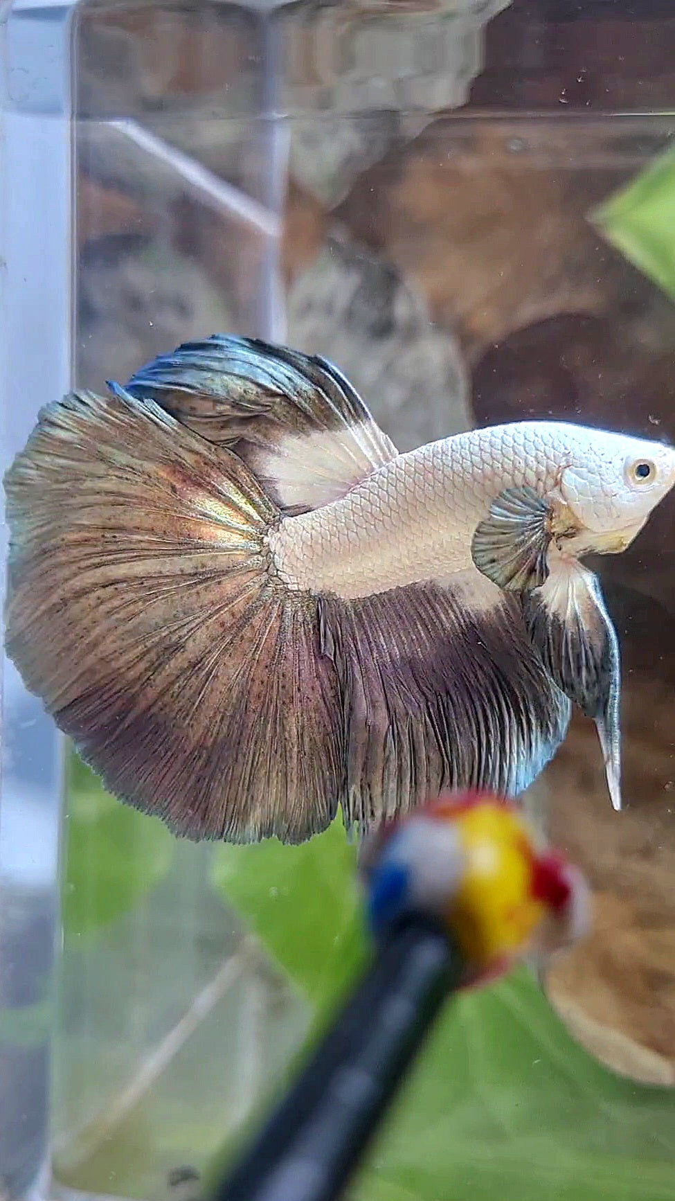 LUXURY HALFMOON ROSETAIL BIG EAR COPPER RIM BICOLOR BETTA FISH