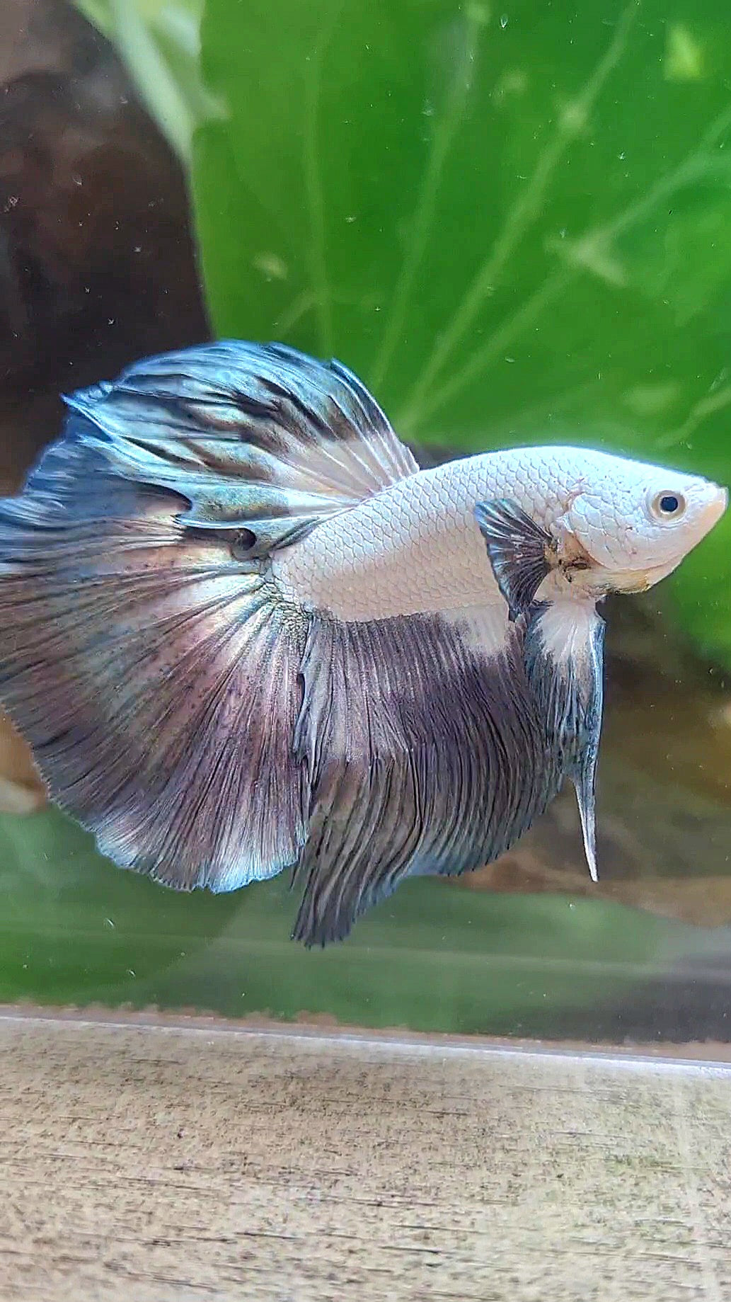 LUXURY HALFMOON ROSETAIL BIG EAR COPPER RIM BICOLOR BETTA FISH