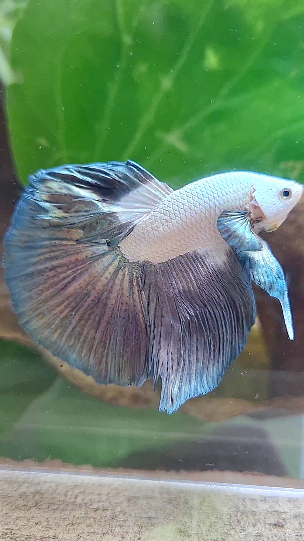 LUXURY HALFMOON ROSETAIL BIG EAR COPPER RIM BICOLOR BETTA FISH