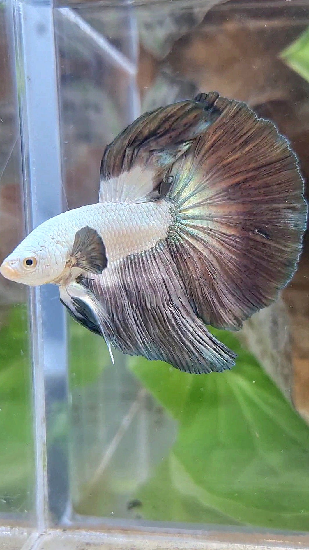 LUXURY HALFMOON ROSETAIL BIG EAR COPPER RIM BICOLOR BETTA FISH