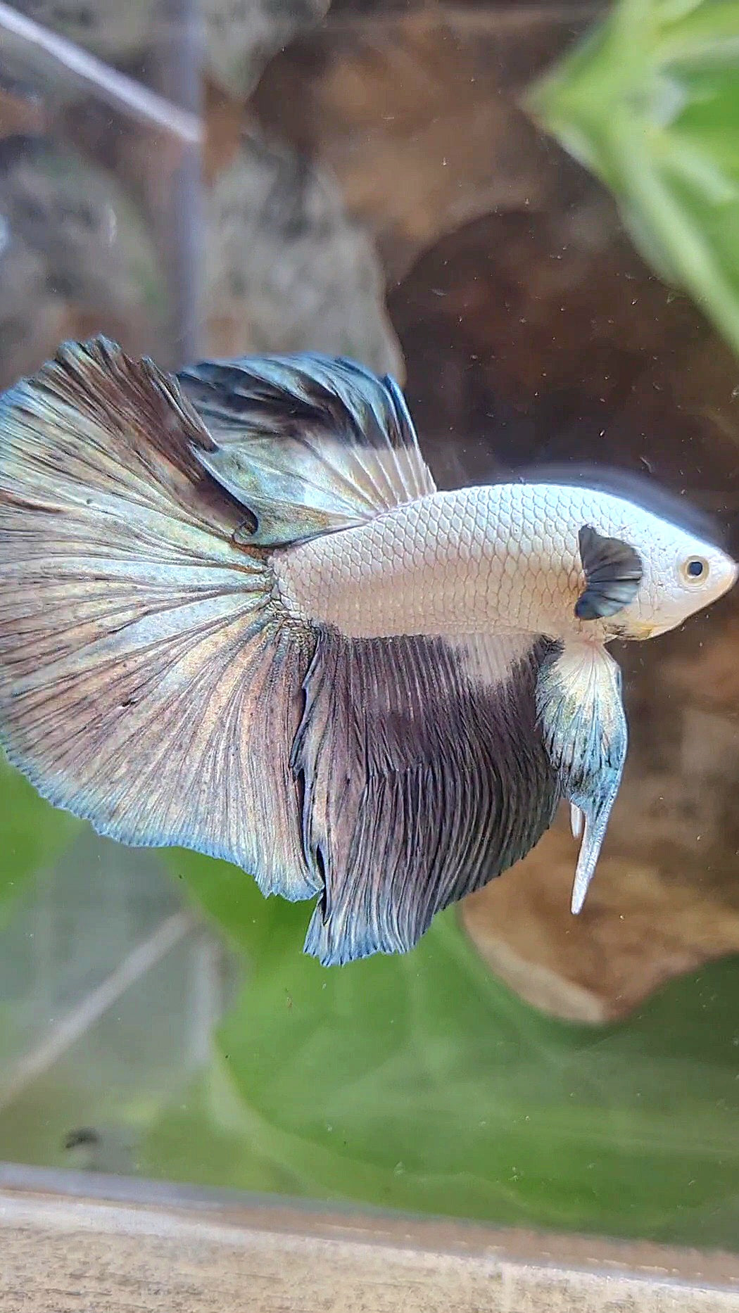 LUXURY HALFMOON ROSETAIL BIG EAR COPPER RIM BICOLOR BETTA FISH