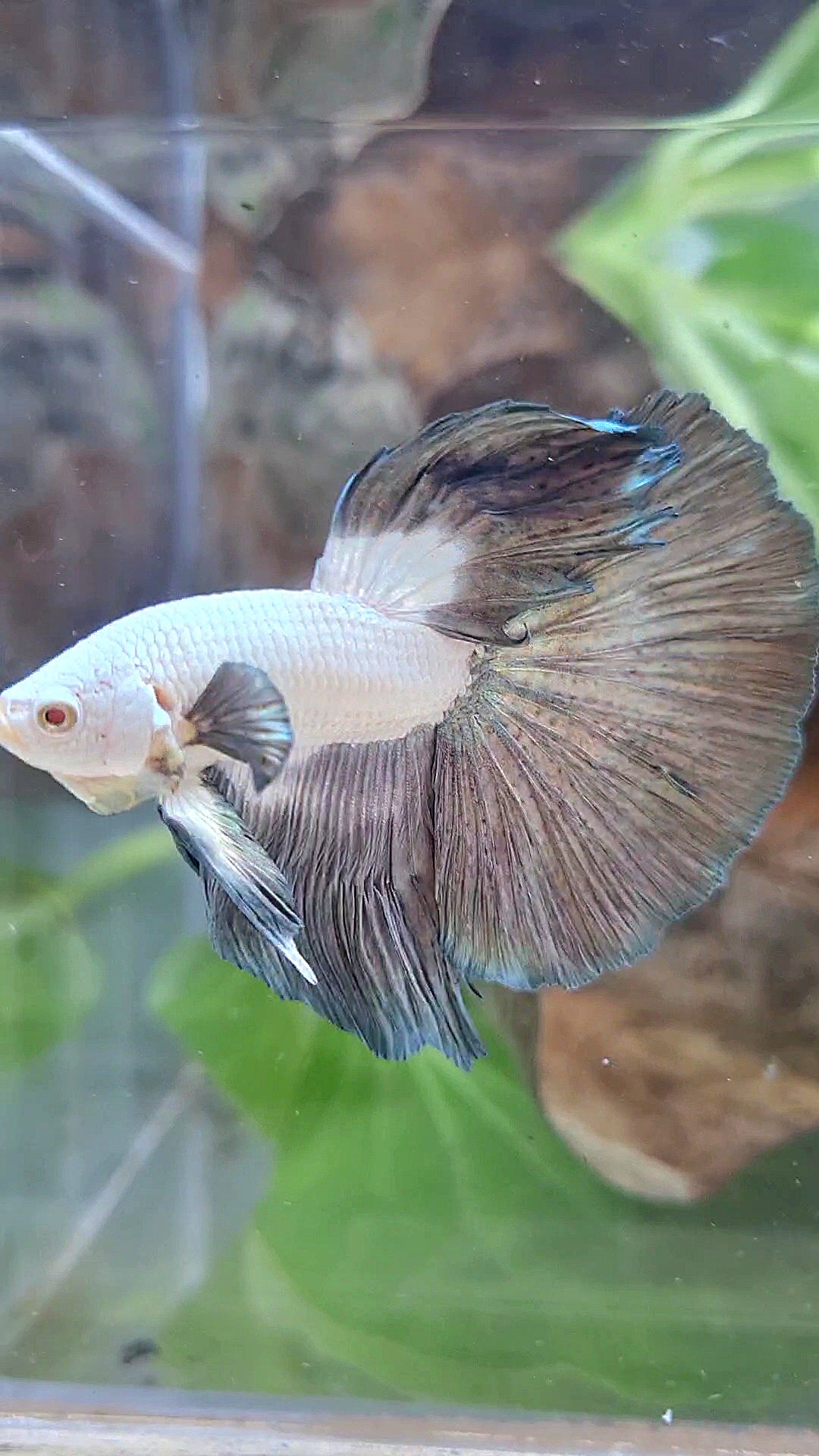 LUXURY HALFMOON ROSETAIL BIG EAR COPPER RIM BICOLOR BETTA FISH