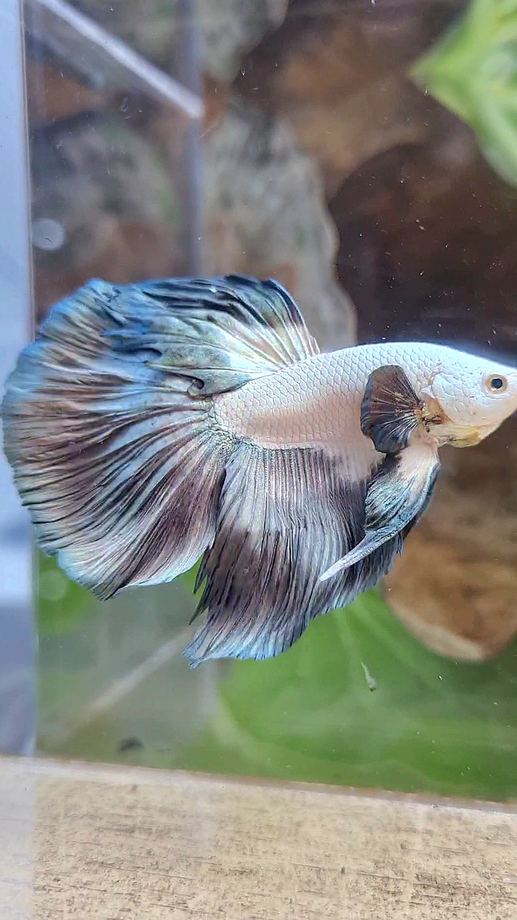 LUXURY HALFMOON ROSETAIL BIG EAR COPPER RIM BICOLOR BETTA FISH