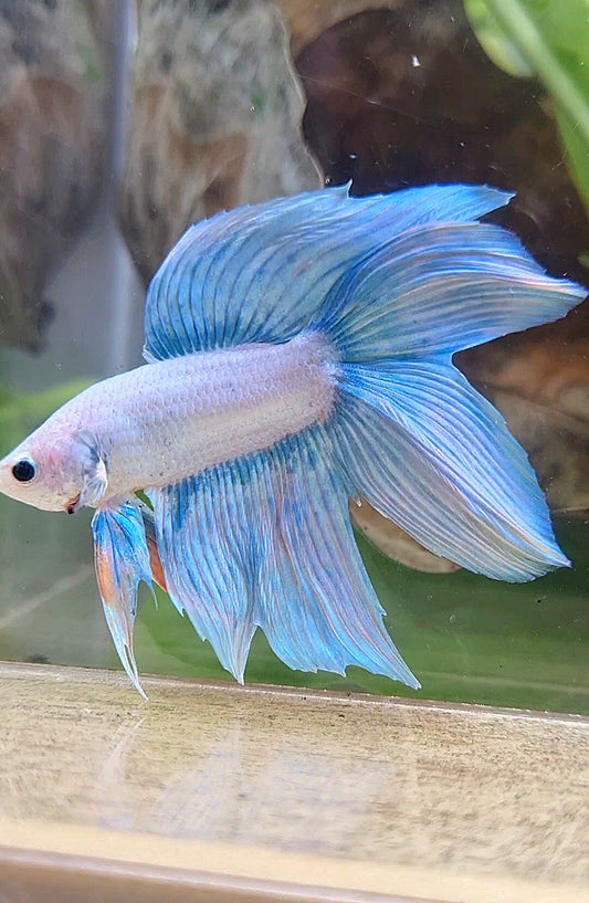 VEILTAIL DOUBLE TAIL BLUE SKY GRIZZLE UNICORN BETTA FISH