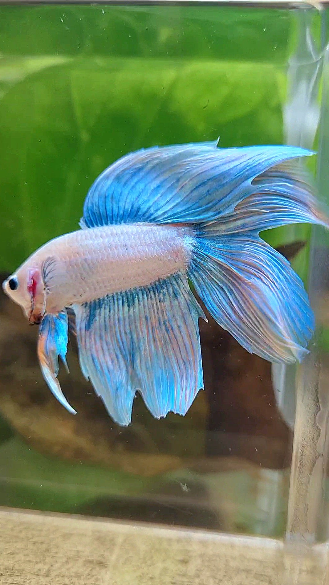 VEILTAIL DOUBLE TAIL BLUE SKY GRIZZLE UNICORN BETTA FISH