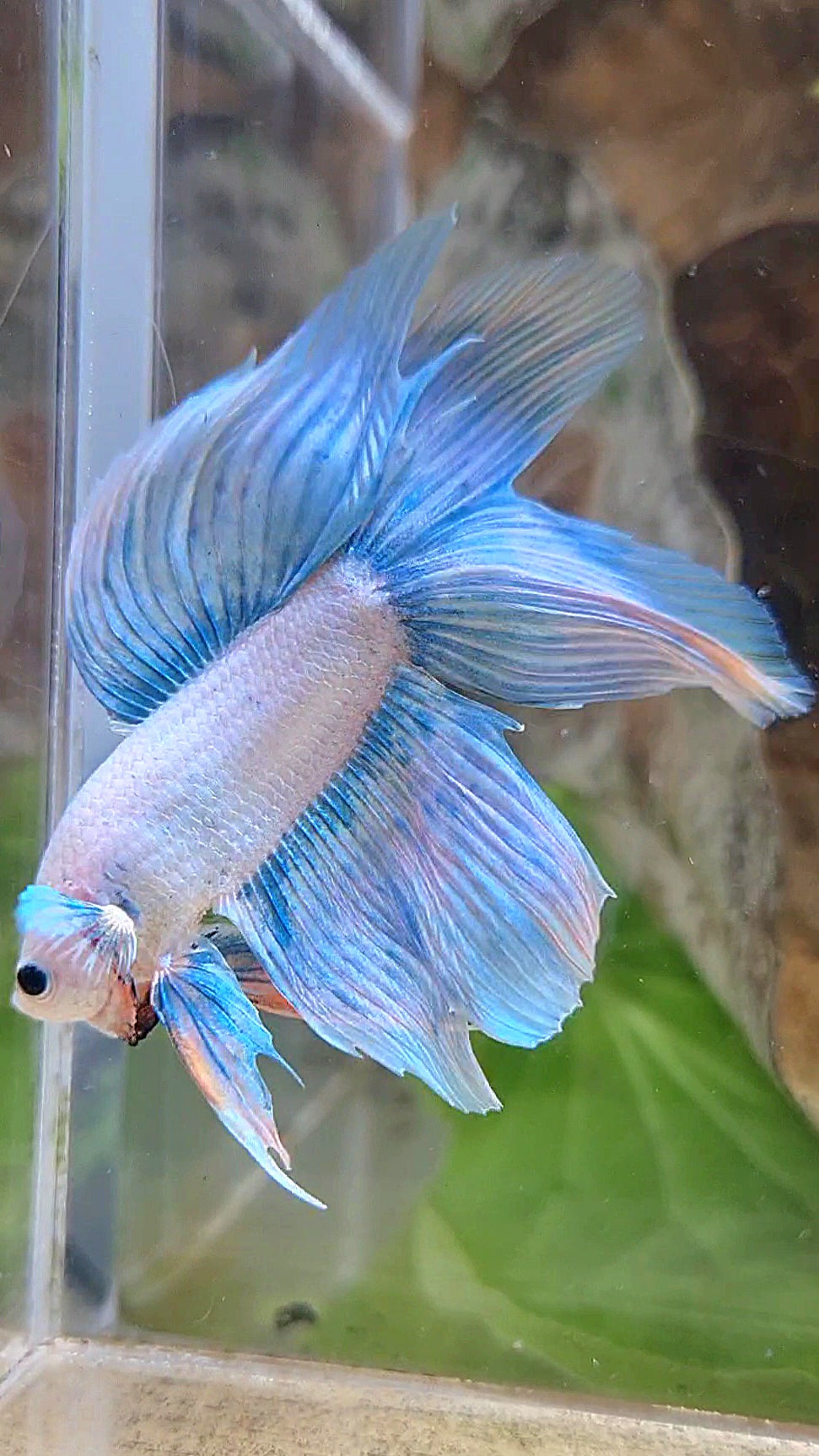 VEILTAIL DOUBLE TAIL BLUE SKY GRIZZLE UNICORN BETTA FISH