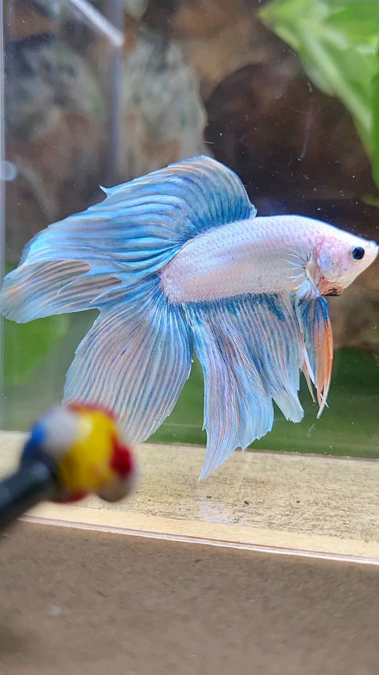 VEILTAIL DOUBLE TAIL BLUE SKY GRIZZLE UNICORN BETTA FISH