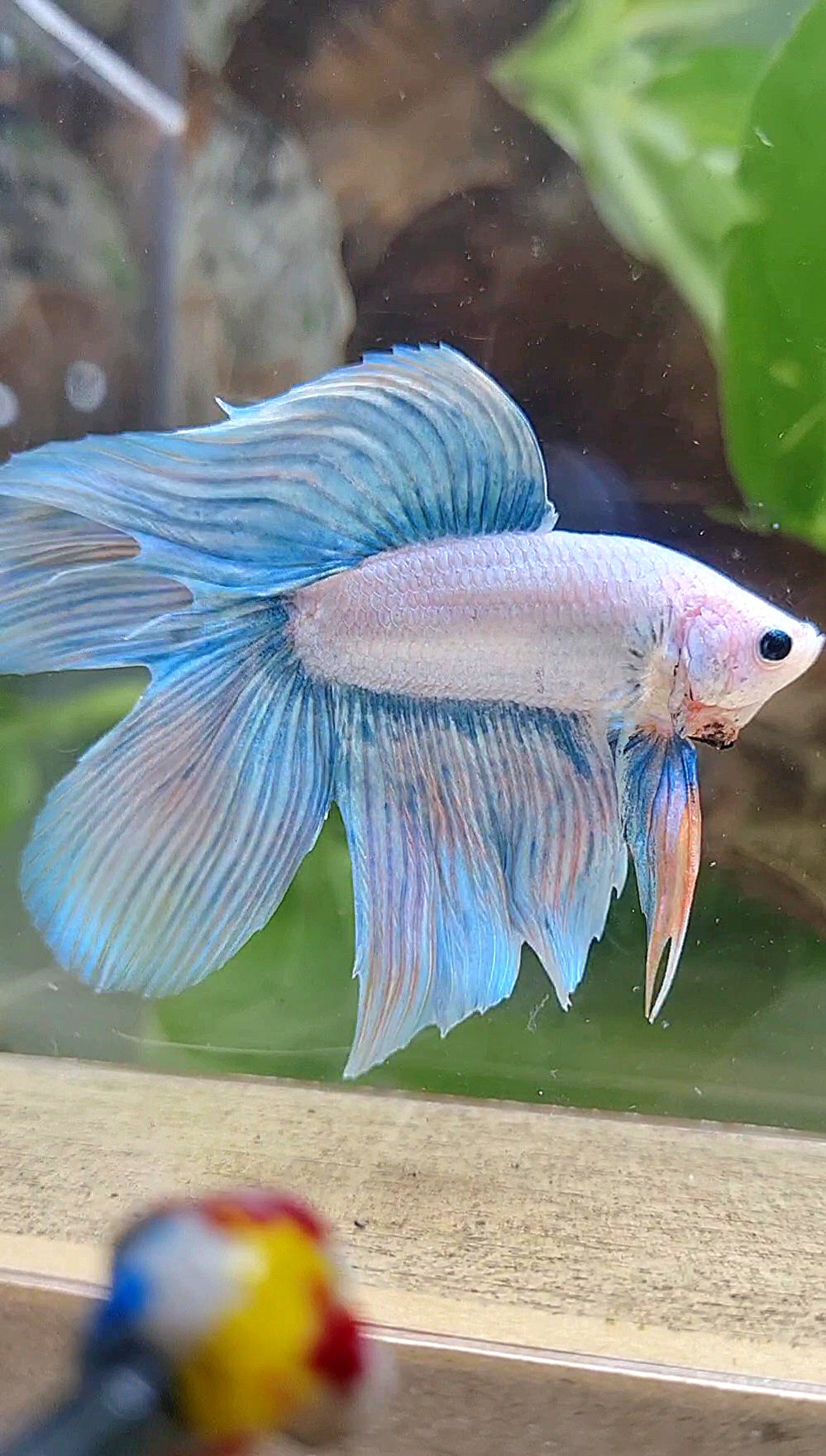 VEILTAIL DOUBLE TAIL BLUE SKY GRIZZLE UNICORN BETTA FISH