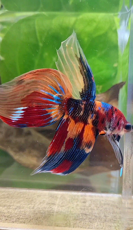 VEILTAIL SUPER MULTICOLOR METALLIC BETTA FISH